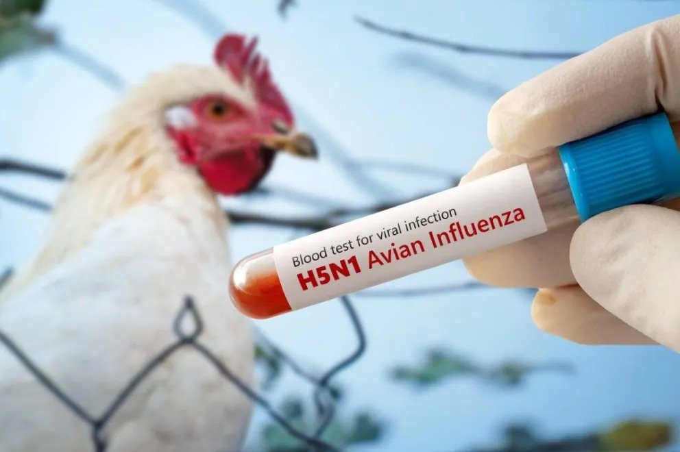 Detección de gripe aviar en Brasil: Argentina suspende las importaciones de productos aviar brasileros